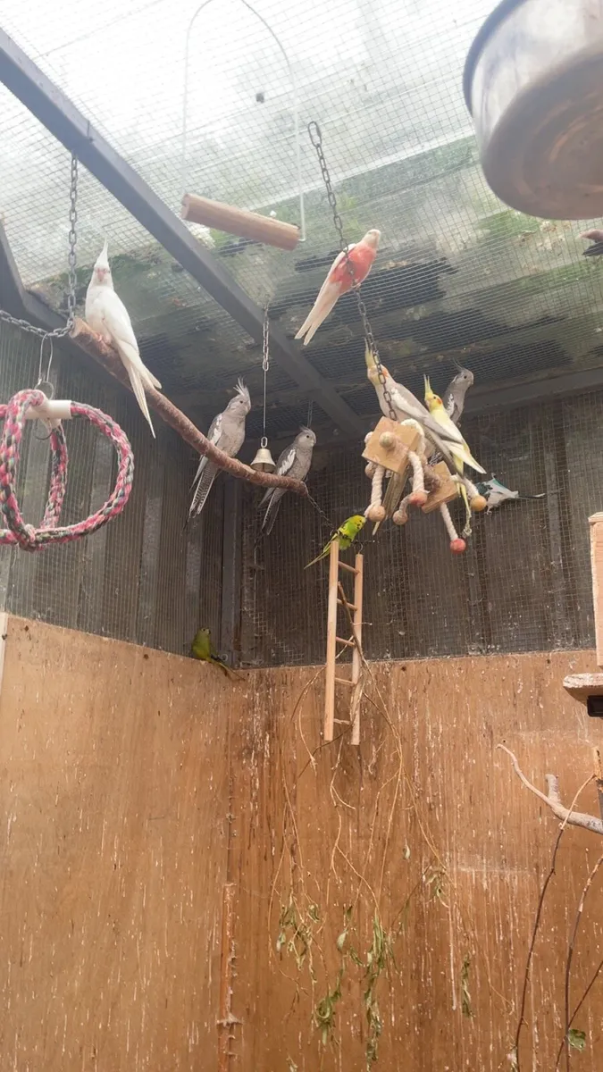 cockatiels