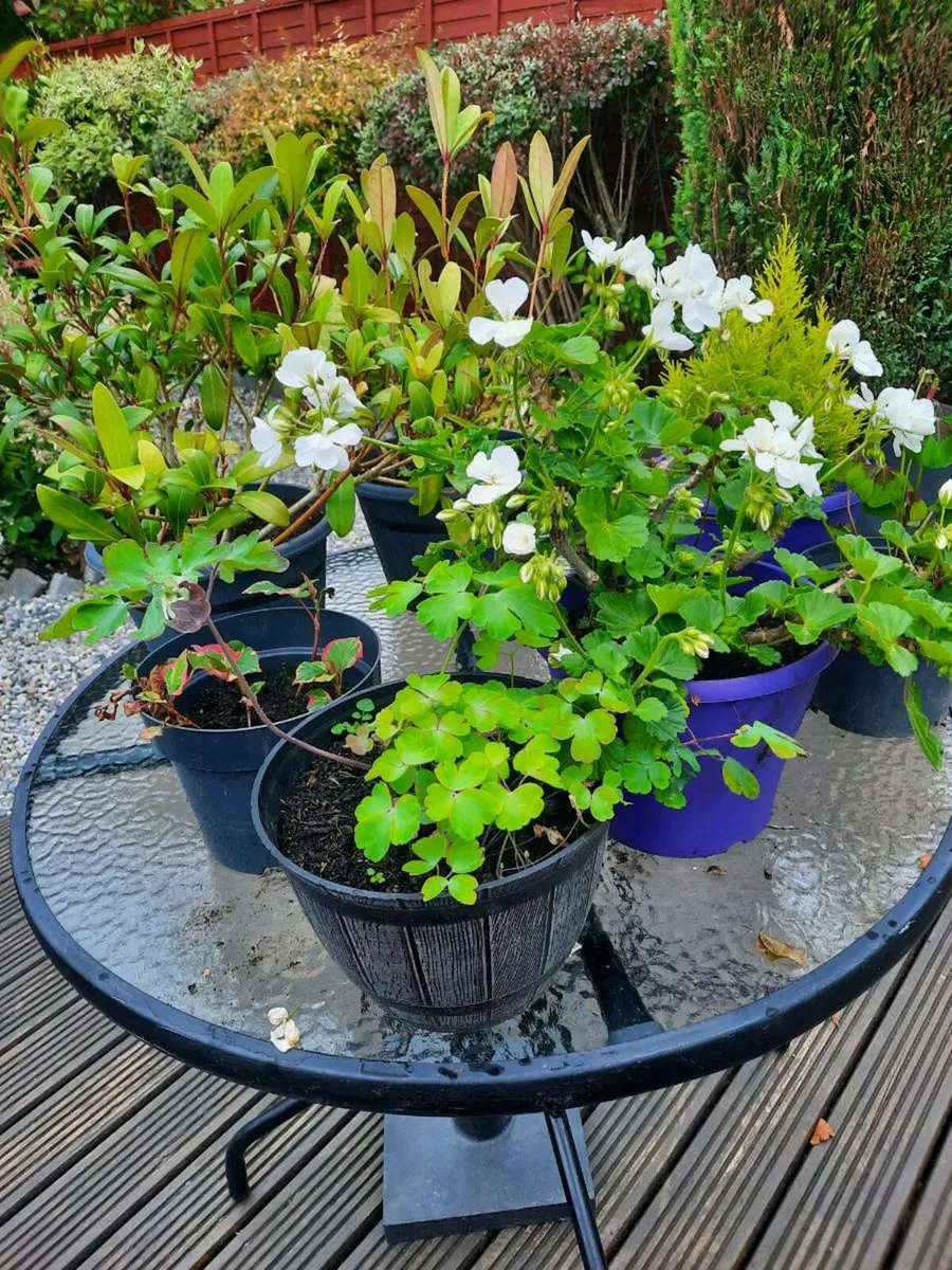 Perrinal plants and evergreen shrubs - Image 1