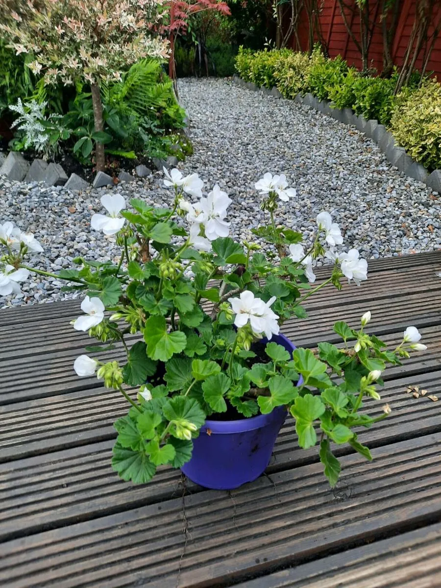 Perrinal plants and evergreen shrubs - Image 2