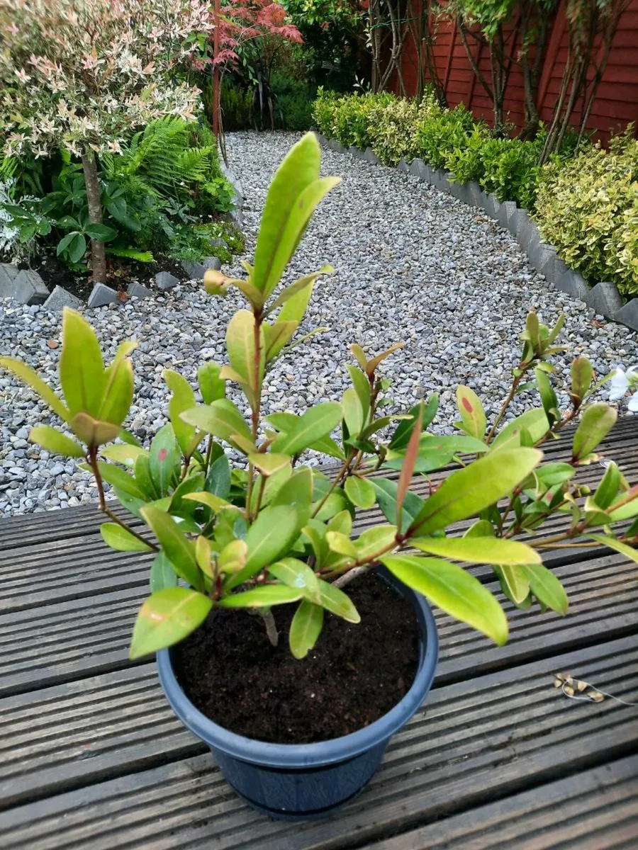 Perrinal plants and evergreen shrubs - Image 3