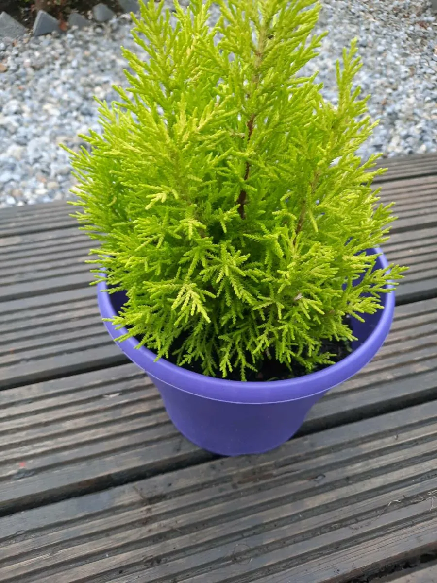 Perrinal plants and evergreen shrubs - Image 4