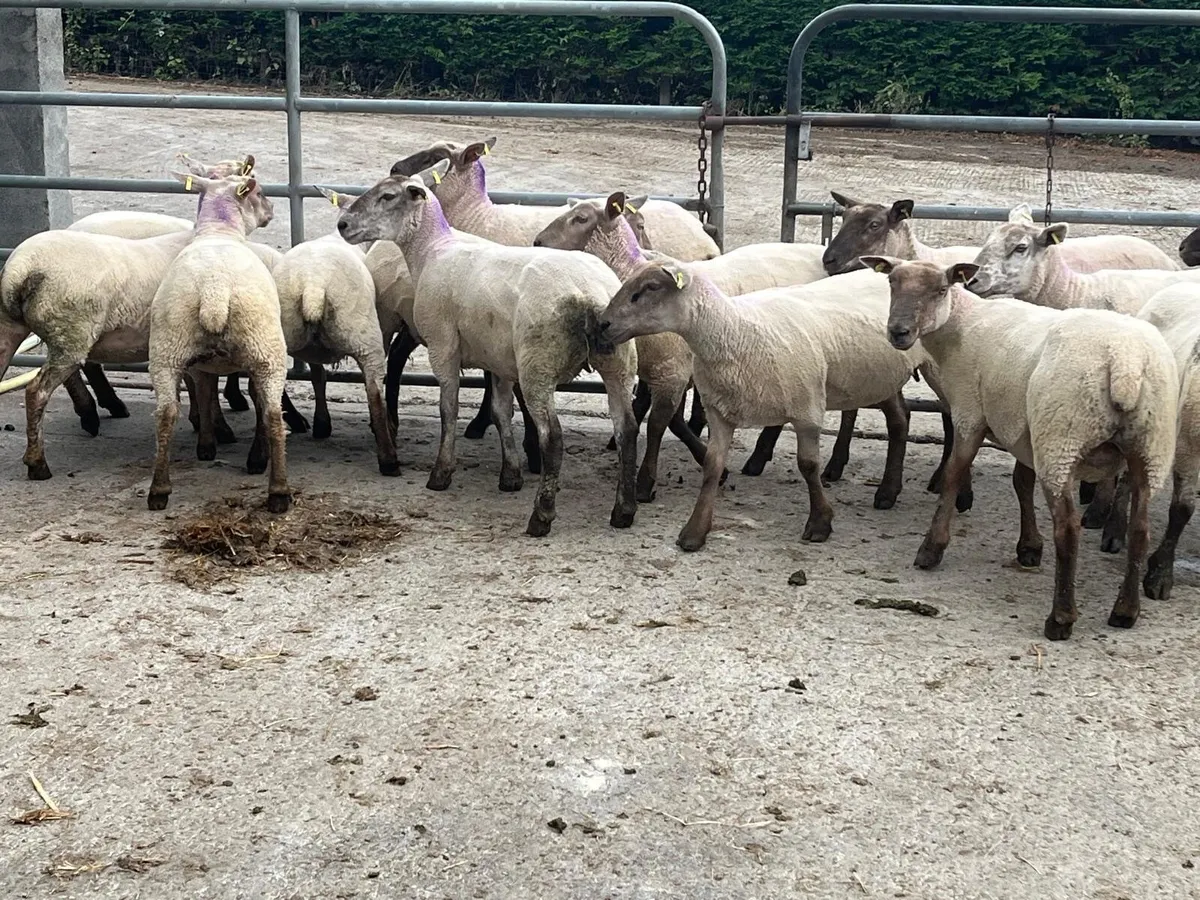 14 Super hoggets ready for the ram - Image 2