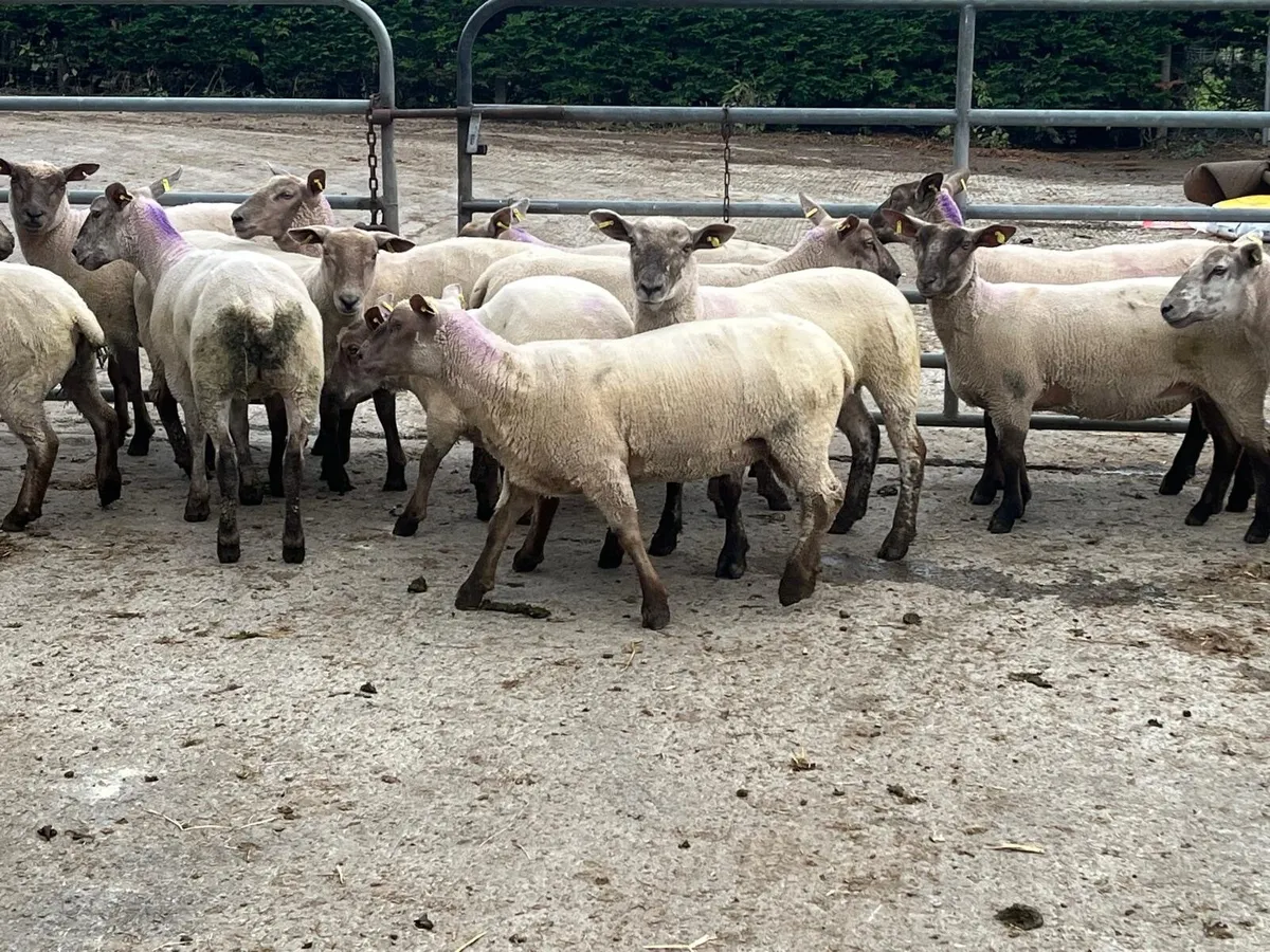 14 Super hoggets ready for the ram - Image 3