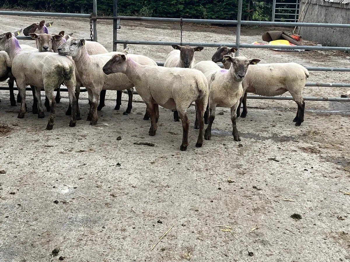 14 Super hoggets ready for the ram - Image 4