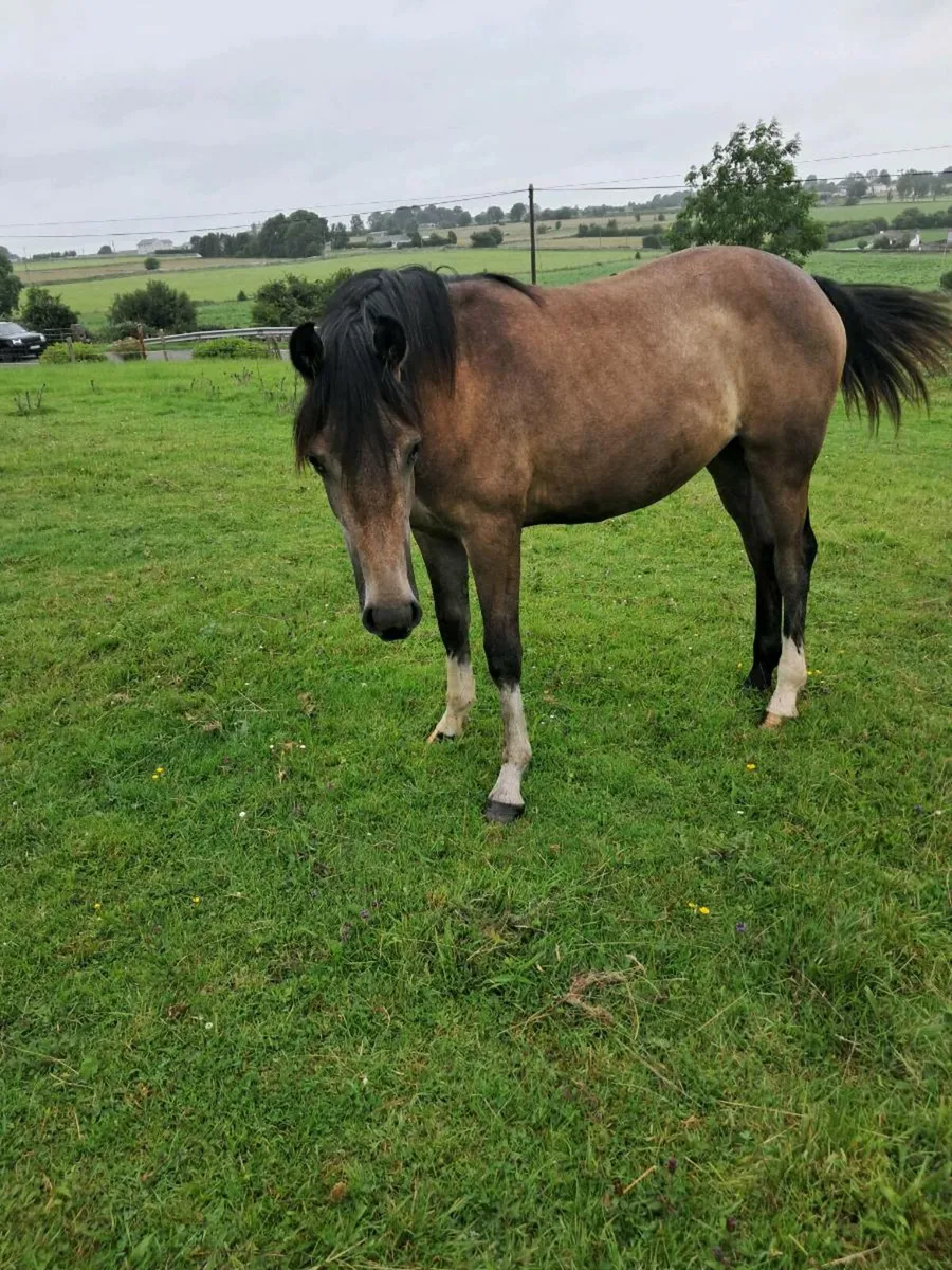 Yearling Filly - Image 2