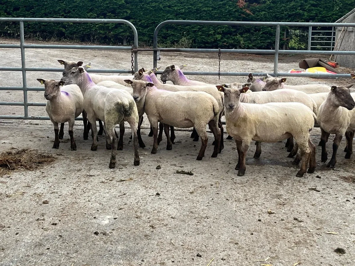 14 Super hoggets ready for the ram - Image 1