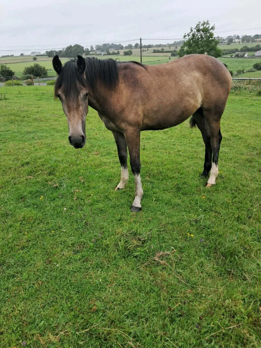 Yearling Filly - Image 3