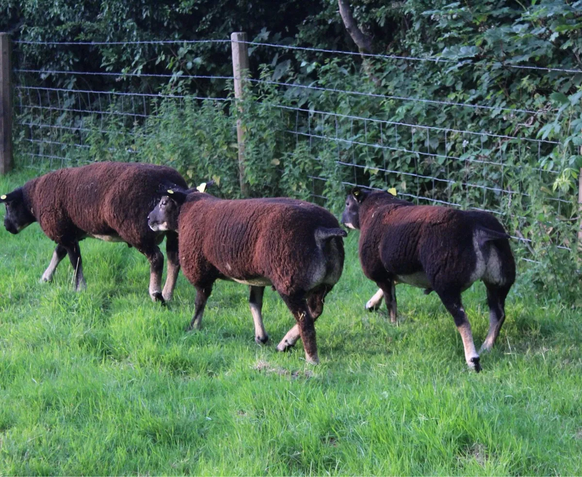 Pedigree Dassenkop Rams - SIS Approved - Image 1