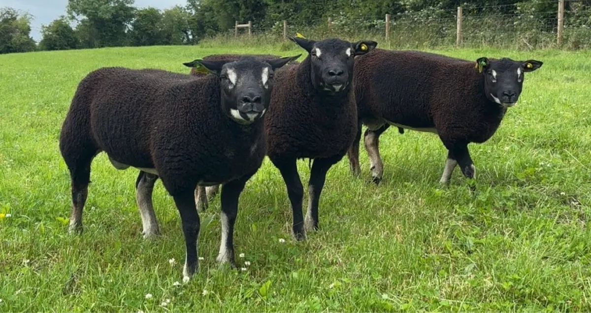 Pedigree Dassenkop Rams - SIS Approved - Image 2