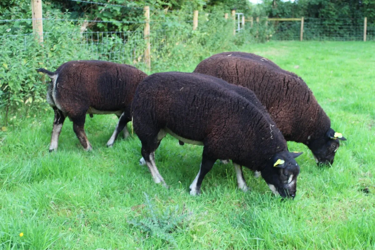 Pedigree Dassenkop Rams - SIS Approved - Image 3
