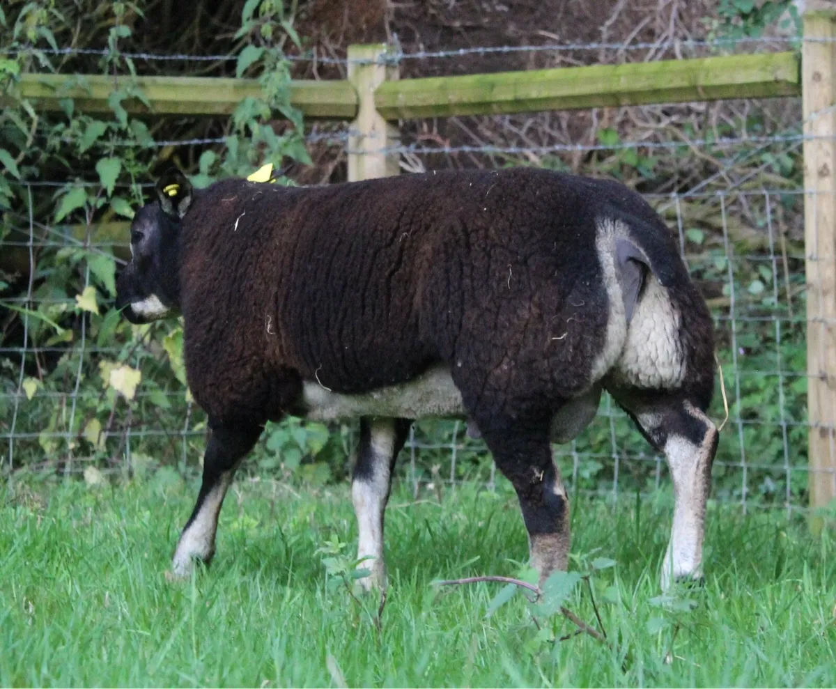 Pedigree Dassenkop Rams - SIS Approved - Image 4