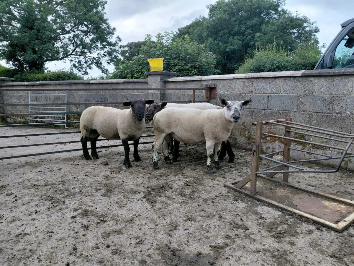 Suftex shearlings - Image 1