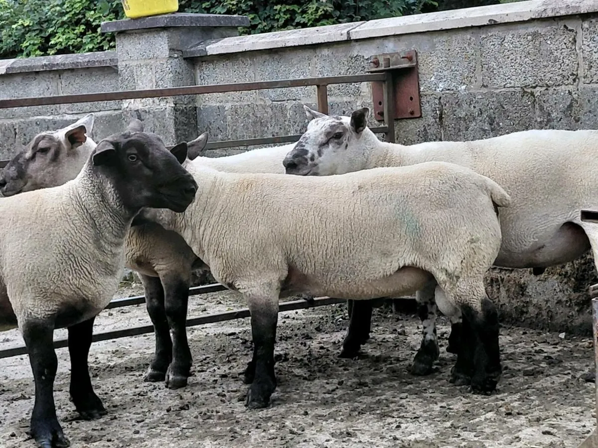 Suftex shearlings - Image 2
