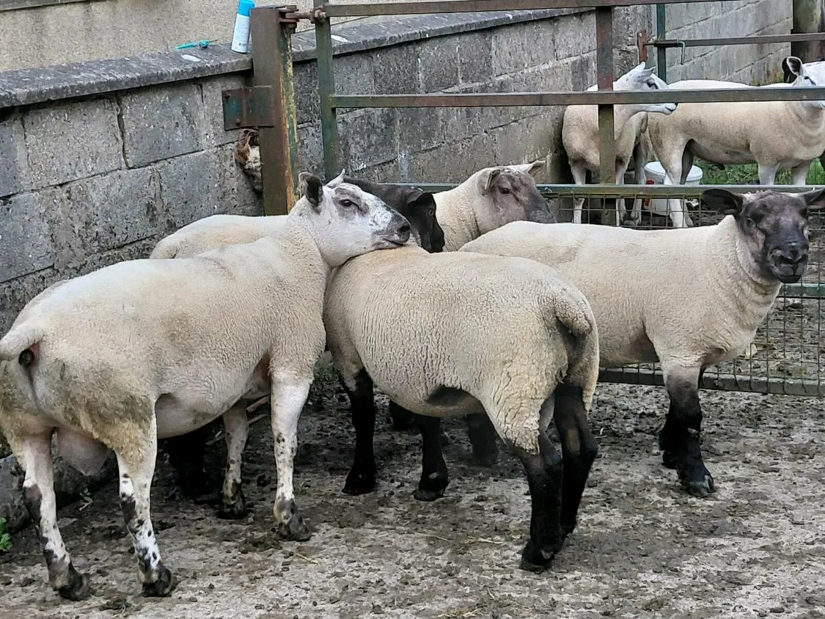 Suftex shearlings - Image 3