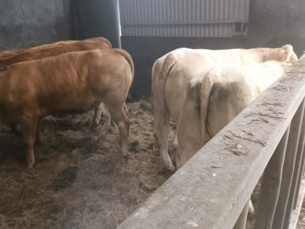 7 super U Grade  Heifer's for sale - Image 2