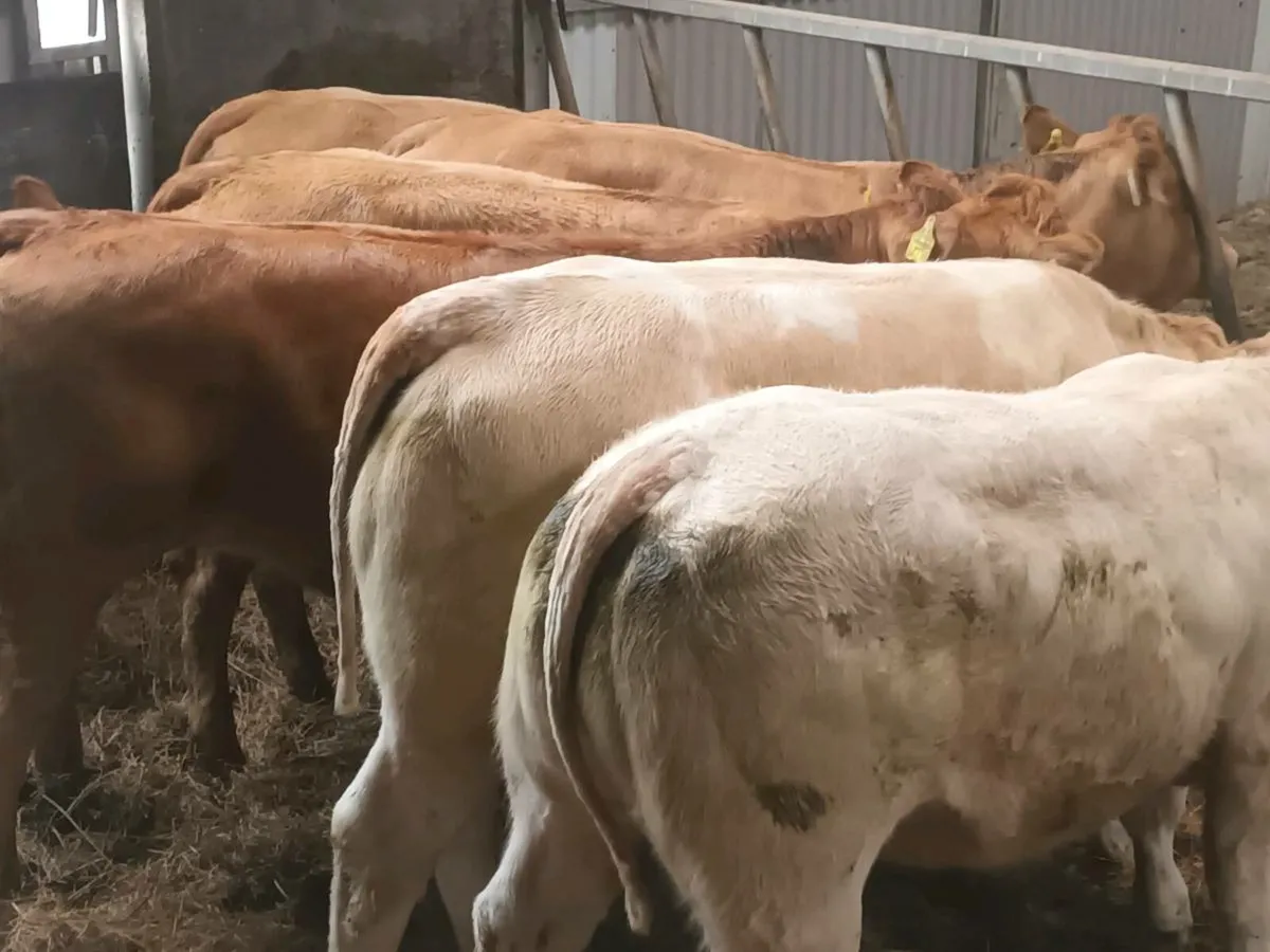 7 super U Grade  Heifer's for sale - Image 3