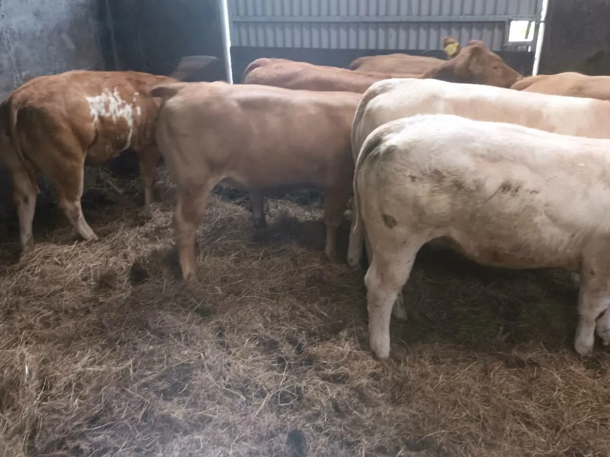 7 super U Grade  Heifer's for sale - Image 4