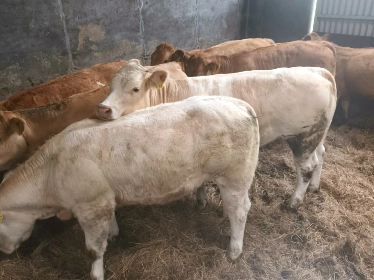 7 super U Grade  Heifer's for sale - Image 1