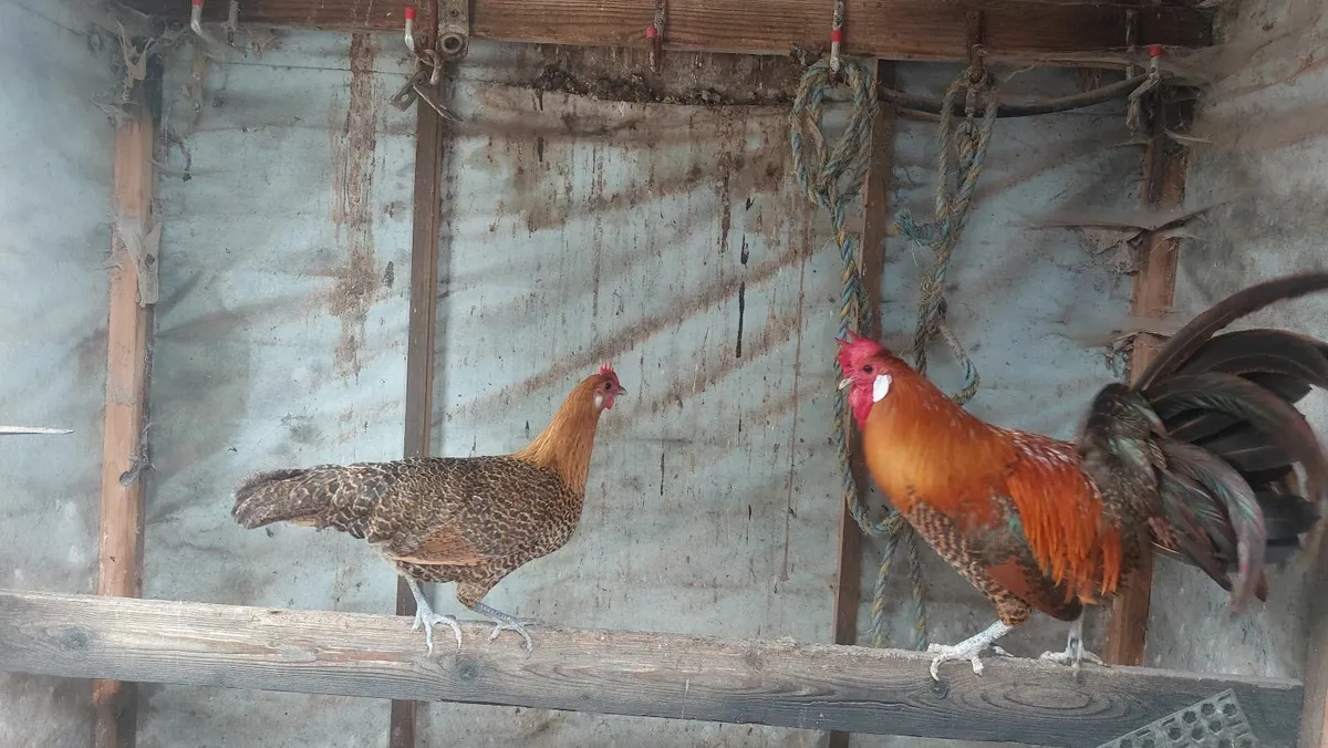 Pullets and Ducklings and Bantams - Image 1