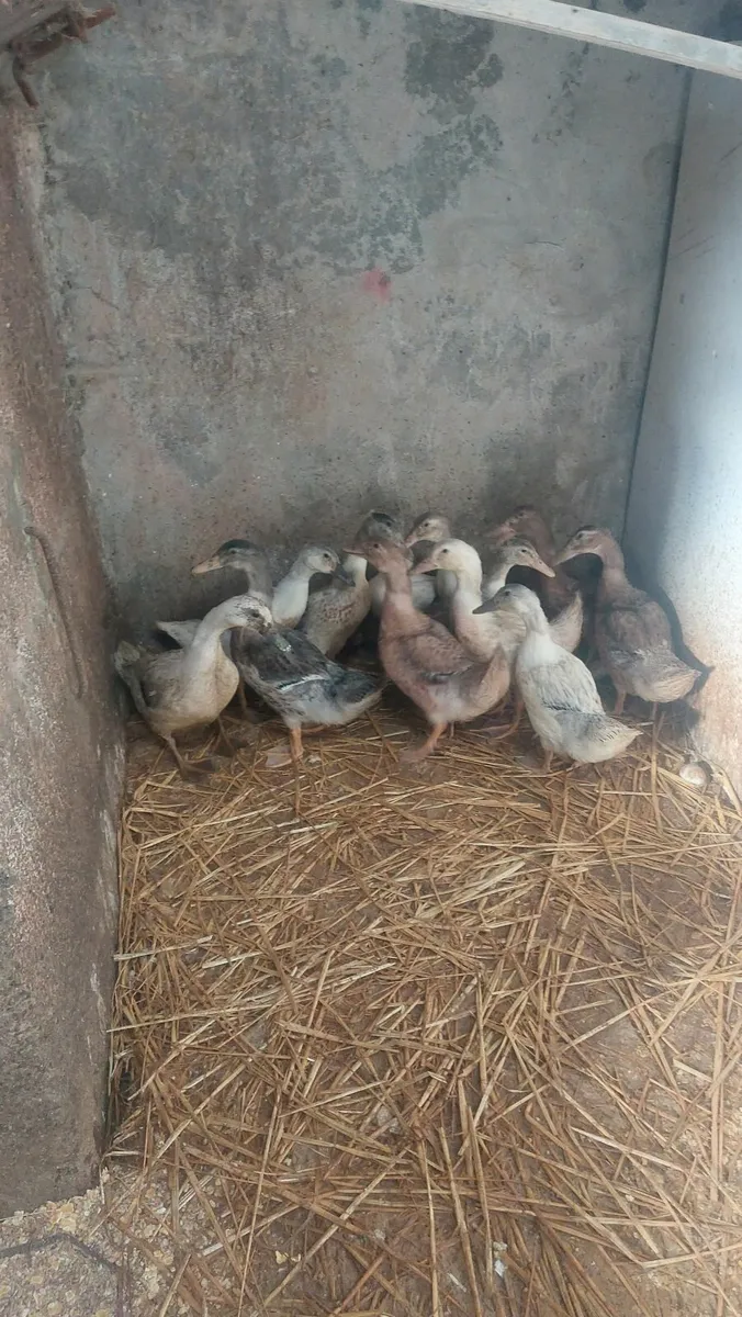 Ducklings and 🐓 🐓  Roosters - Image 2