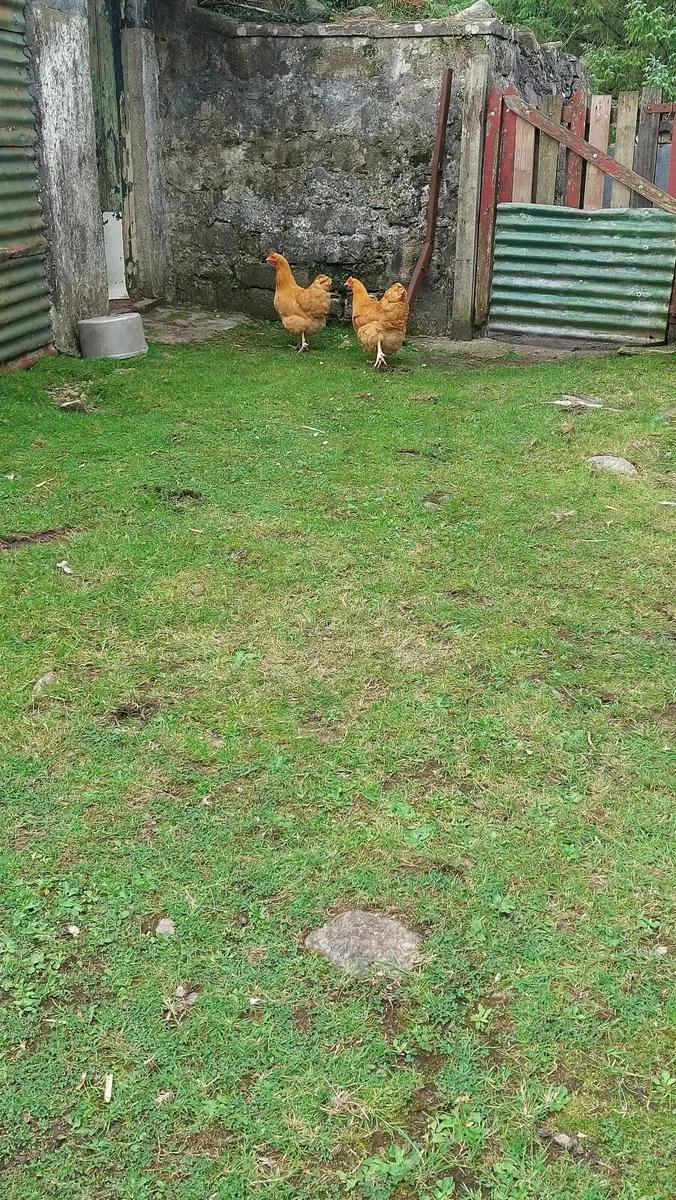 Pullets and Ducklings and Bantams - Image 2
