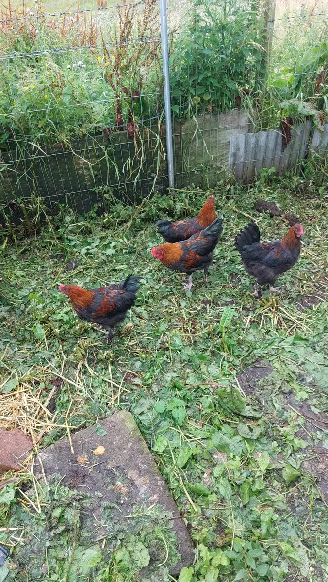 Ducklings and 🐓 🐓  Roosters - Image 3