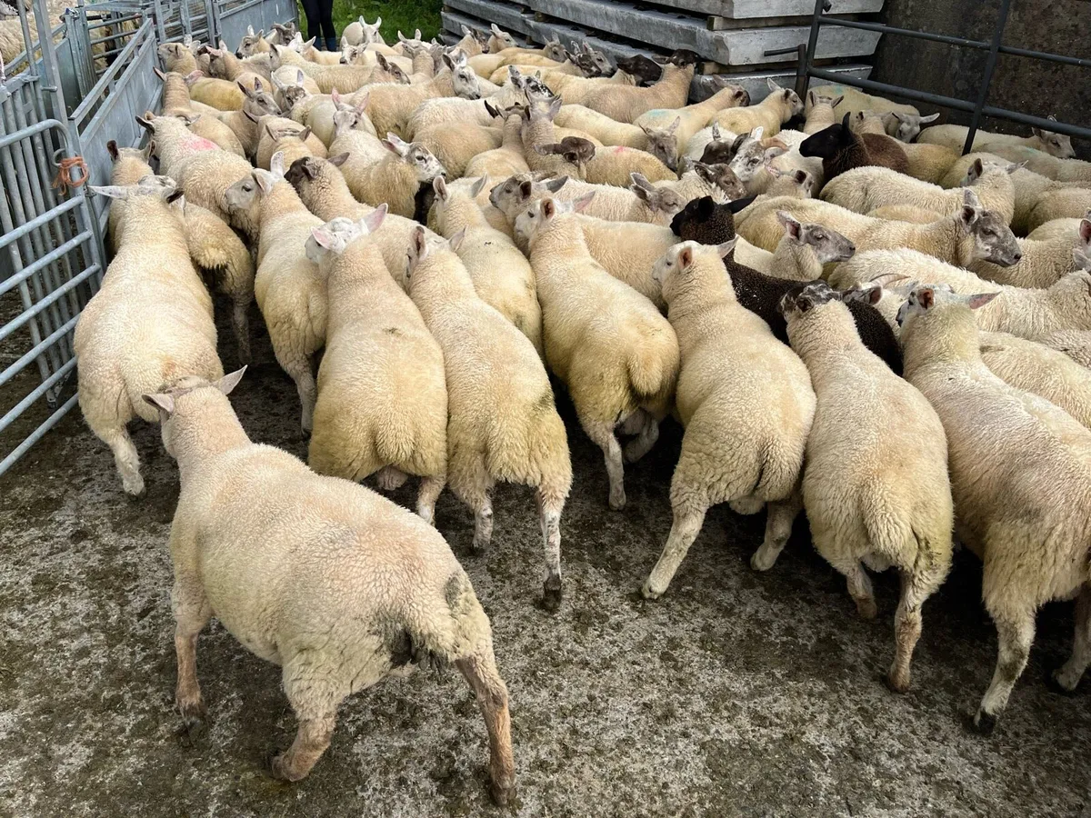Lambs - Image 2