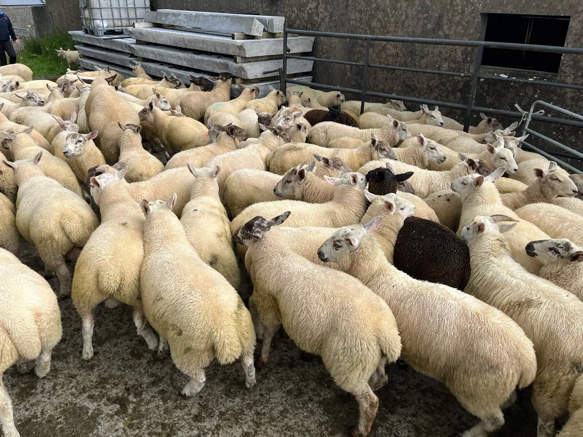 Lambs - Image 3