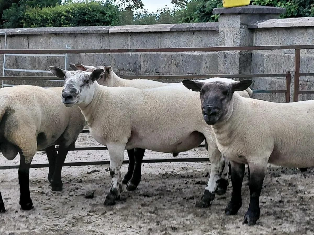 Suftex shearlings - Image 4