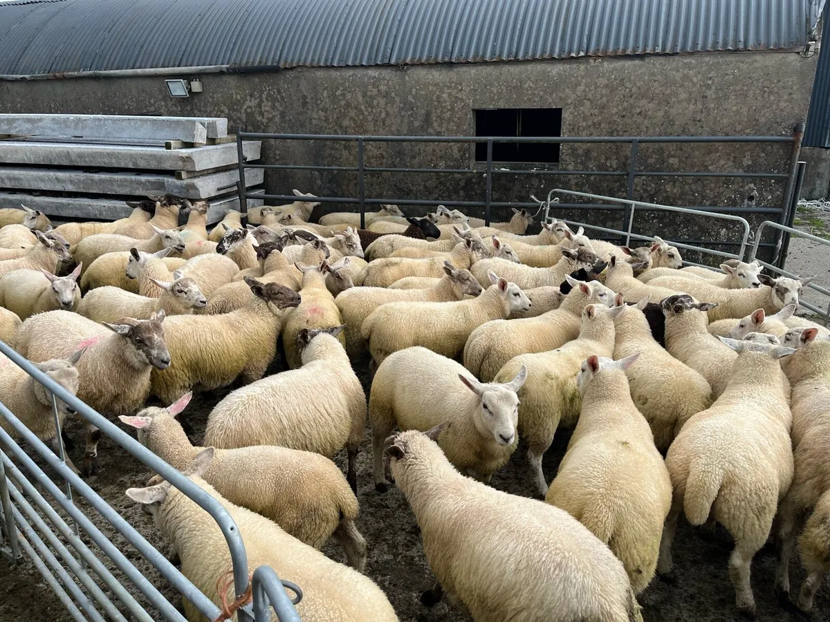 Lambs - Image 1