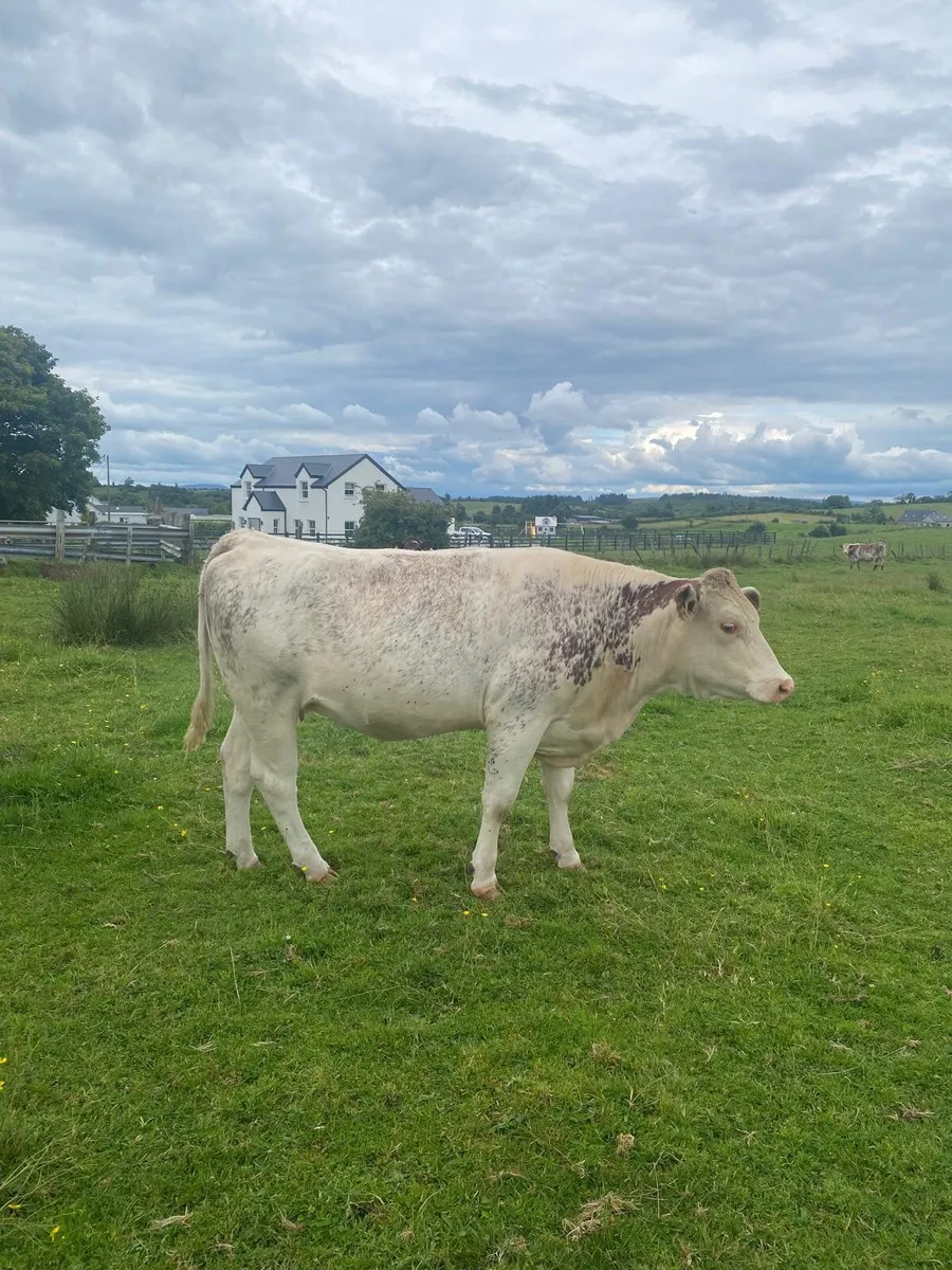 Roan incalf heifer - Image 3
