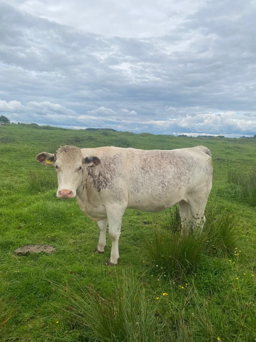Roan incalf heifer - Image 1