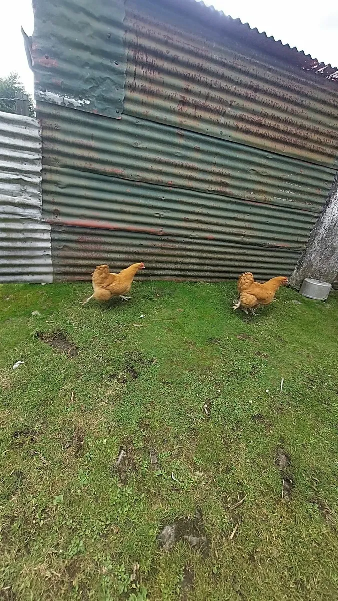 Pullets and Ducklings and Bantams - Image 3