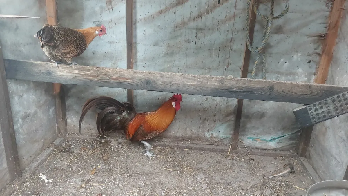 Pullets and Ducklings and Bantams - Image 4