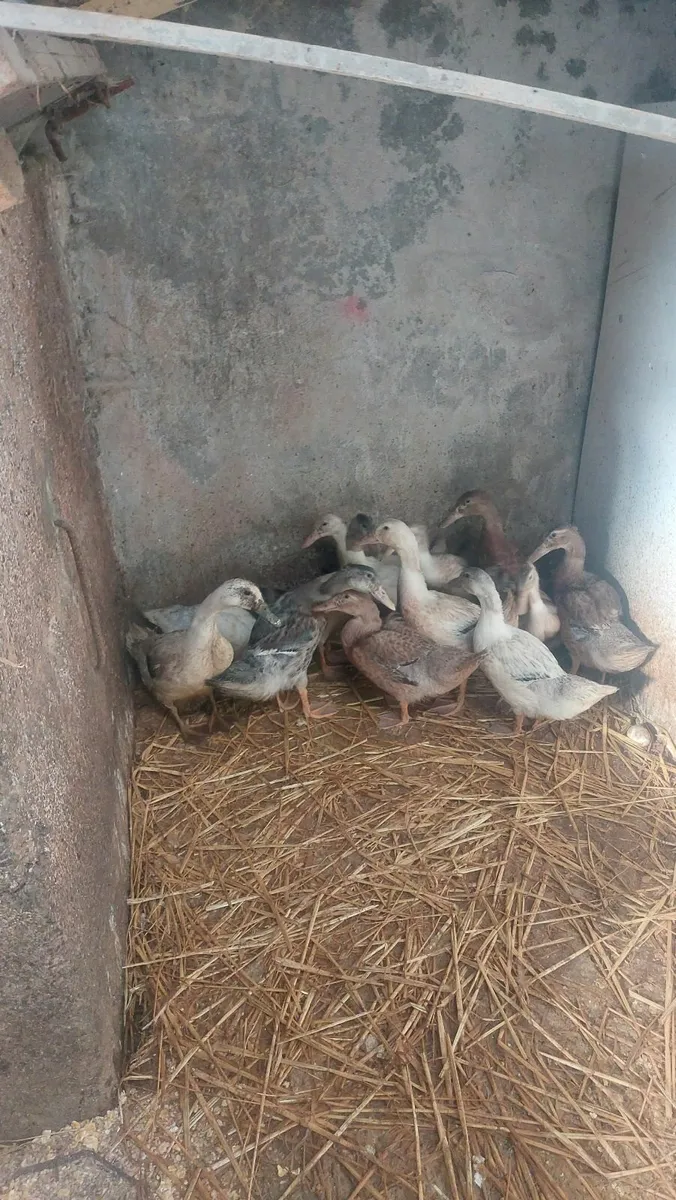 Ducklings and 🐓 🐓  Roosters - Image 1