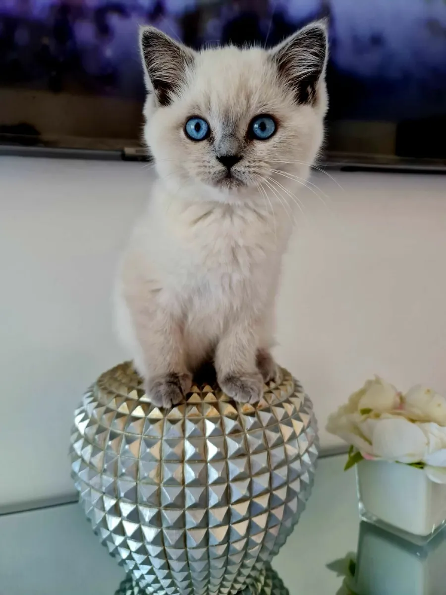 British shorthair kittens - Image 1