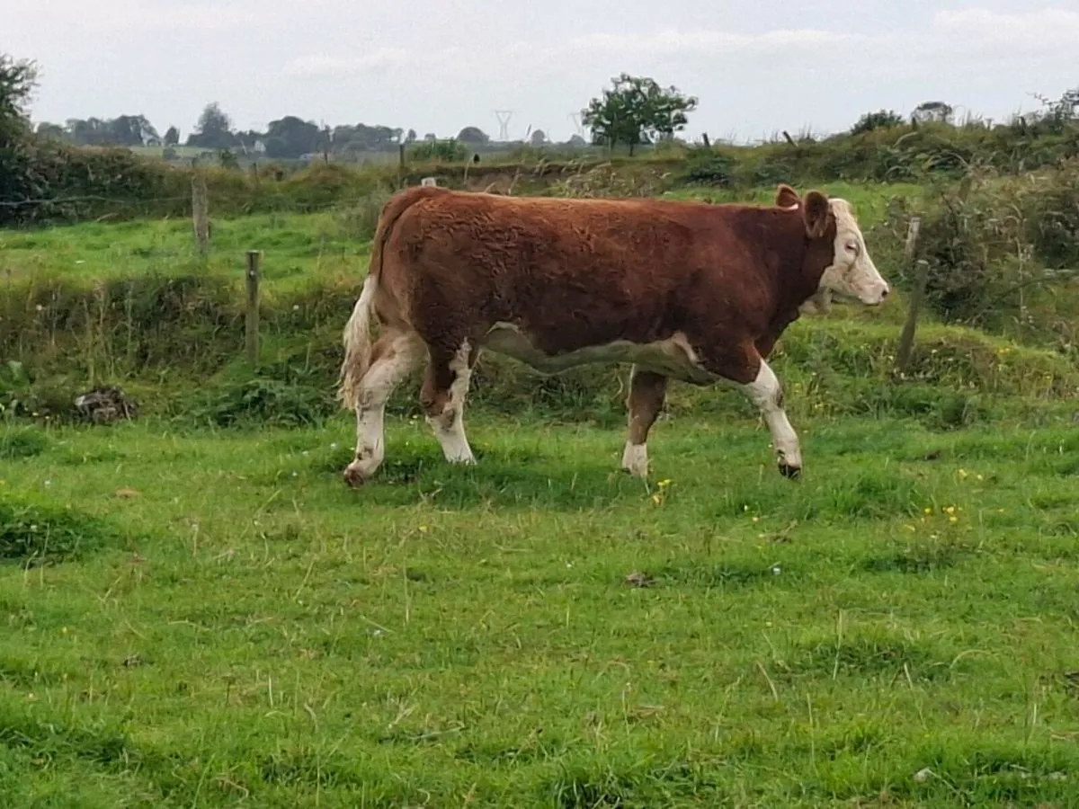 Purebred Simmental  heifers - Image 2