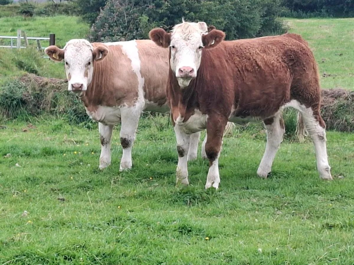 Purebred Simmental  heifers - Image 1