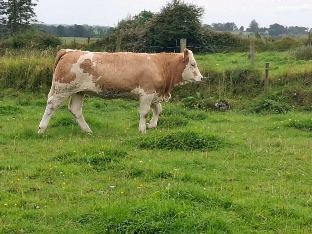 Purebred Simmental  heifers - Image 3