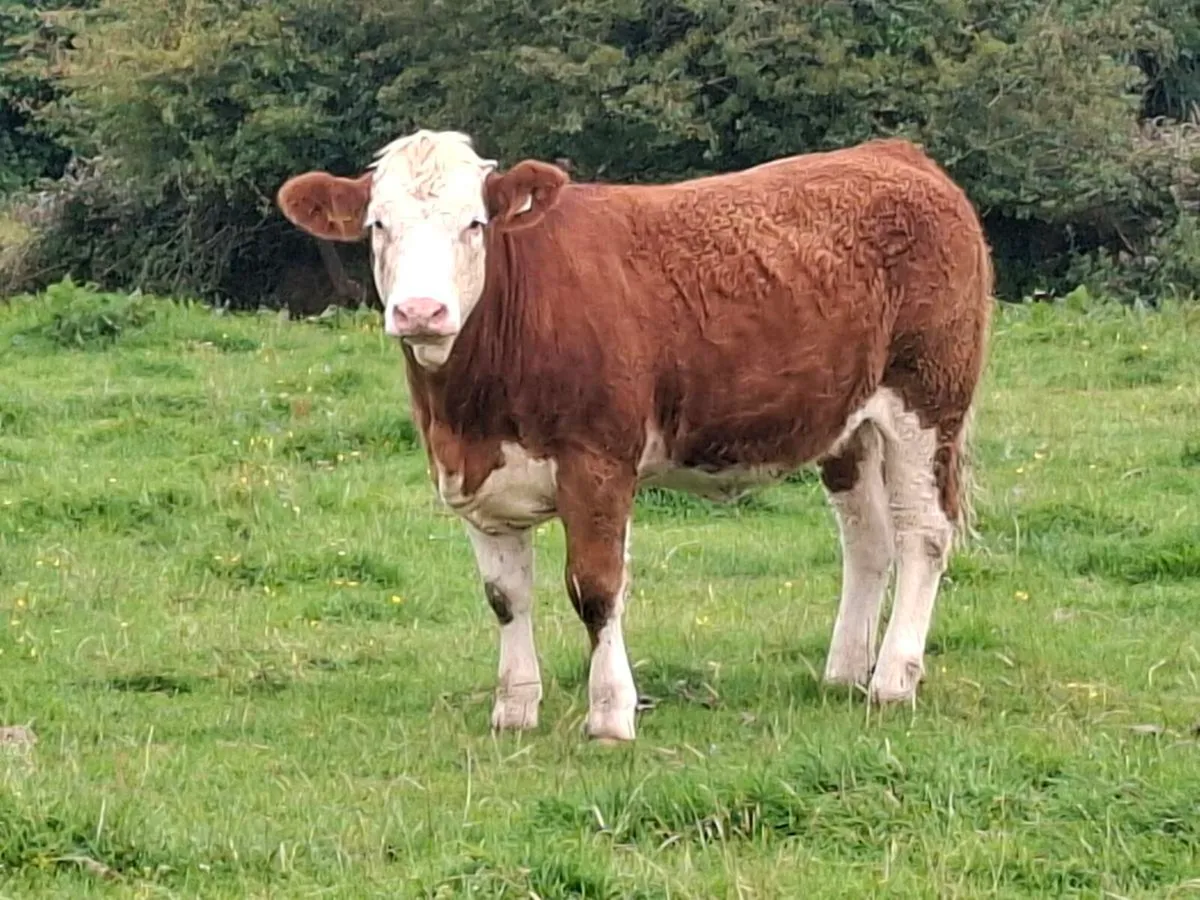 Purebred Simmental  heifers - Image 4