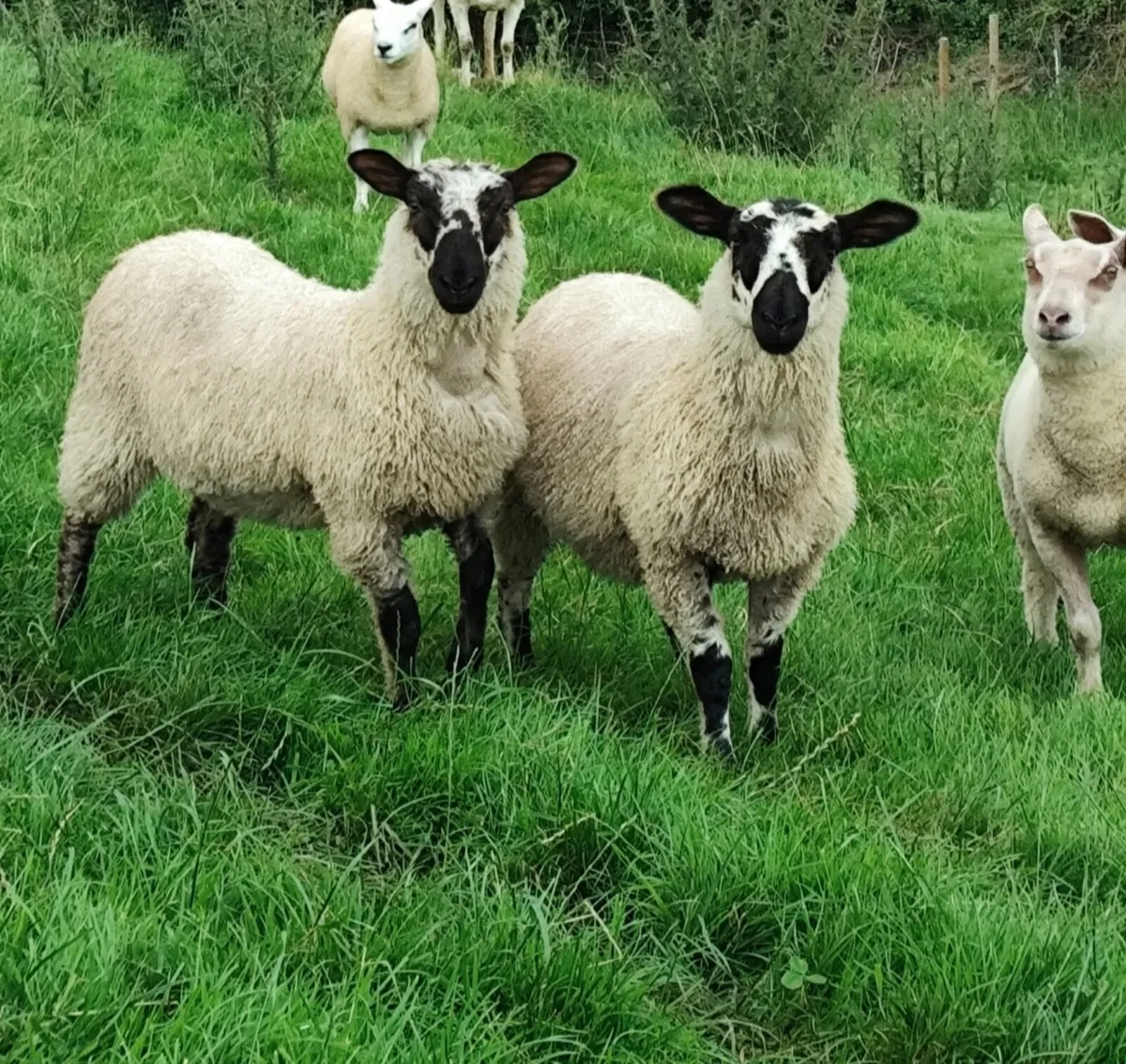 Ewe lambs - Blue Leicester X - Image 1