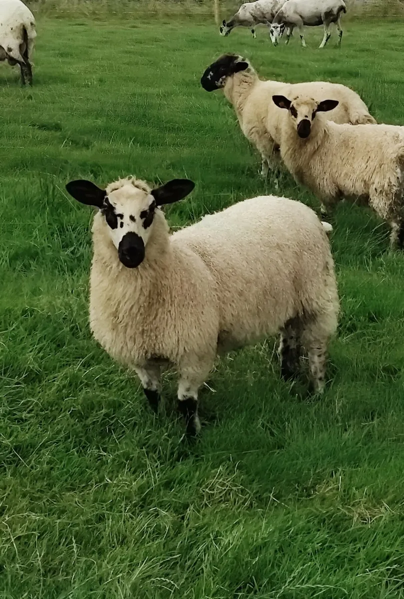 Ewe lambs - Blue Leicester X - Image 2
