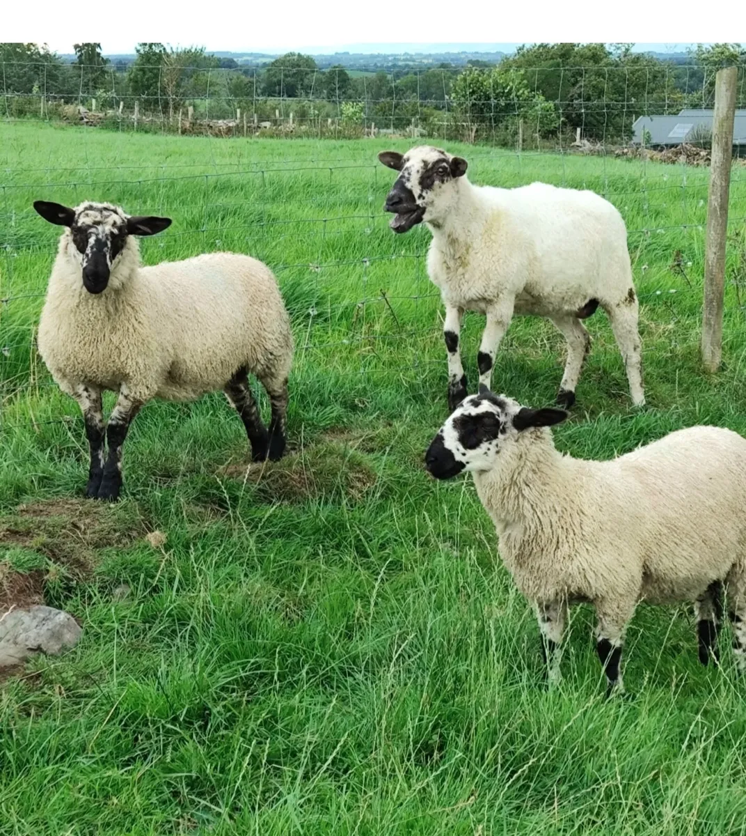 Ewe lambs - Blue Leicester X - Image 3