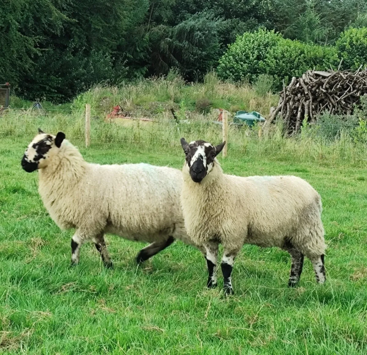 Ewe lambs - Blue Leicester X - Image 4