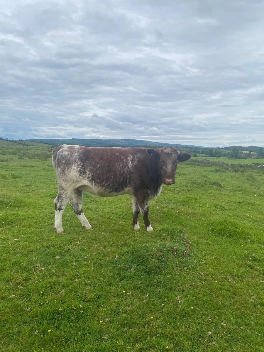 Shorthorn heifer - Image 1