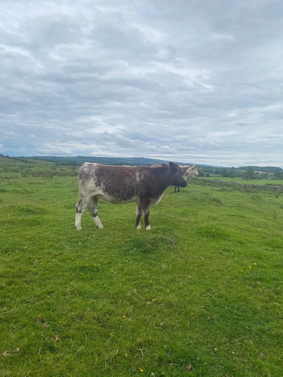 Shorthorn heifer - Image 2