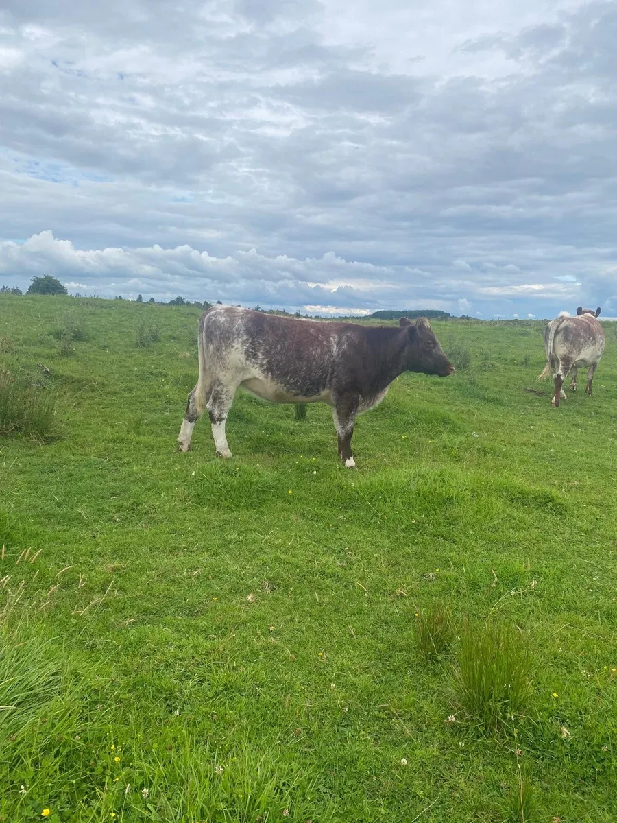 Shorthorn heifer - Image 3