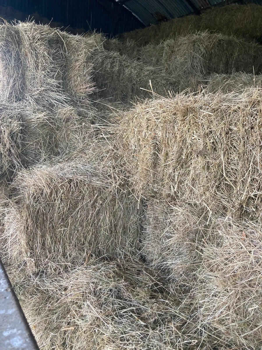 Hay