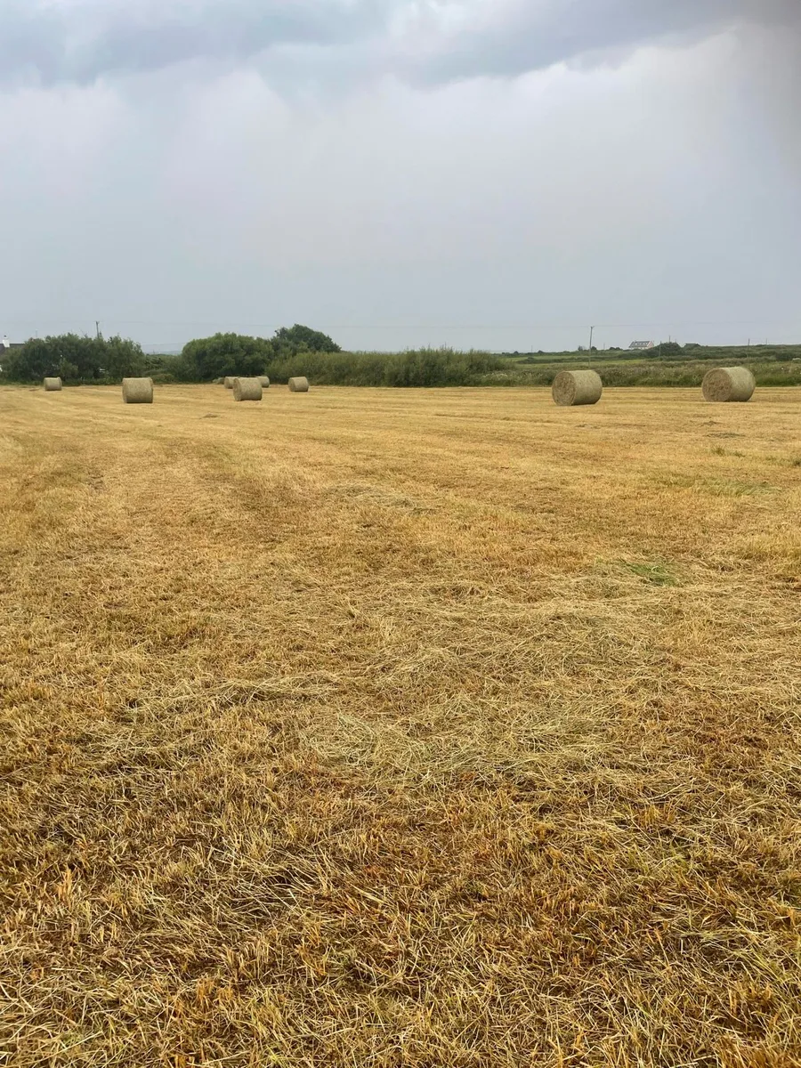32 bales of hay - Image 1