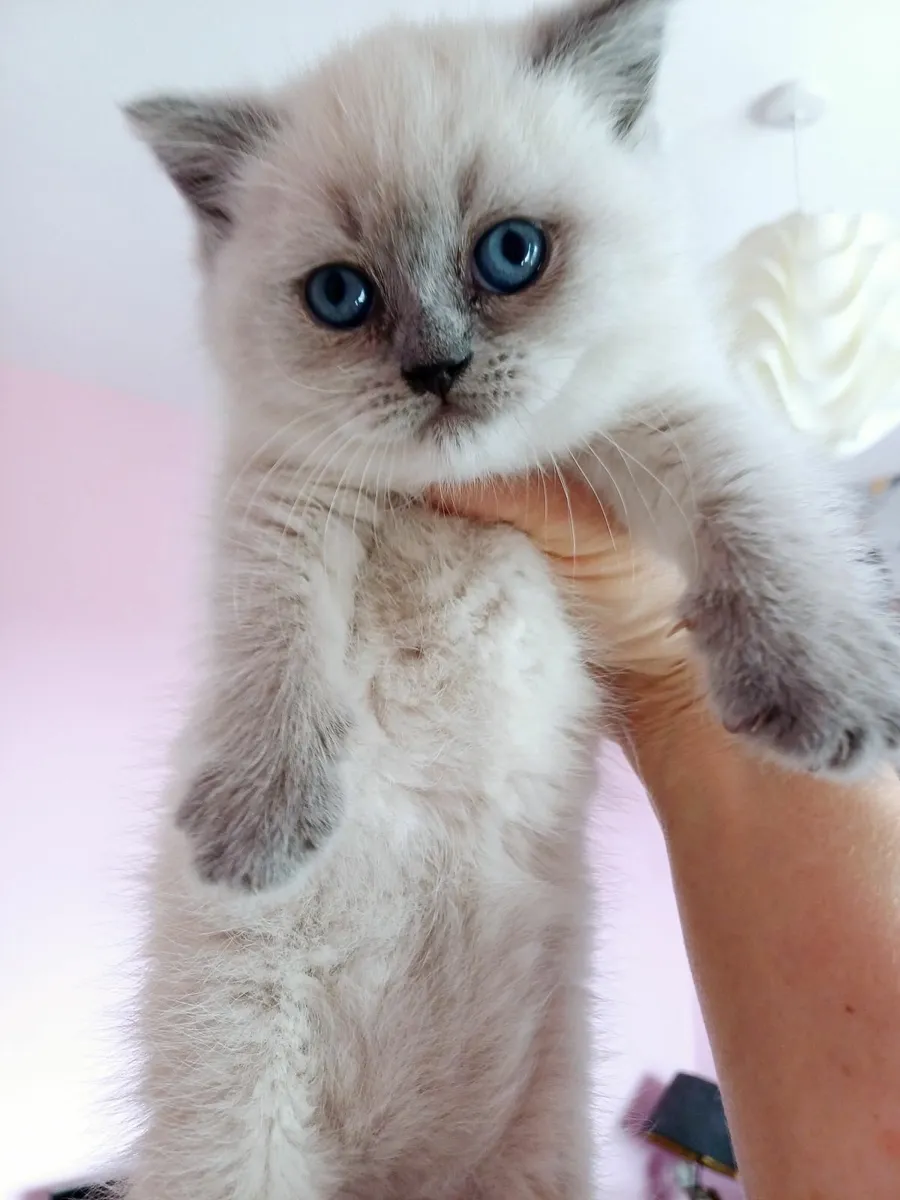 British shorthair kittens - Image 3